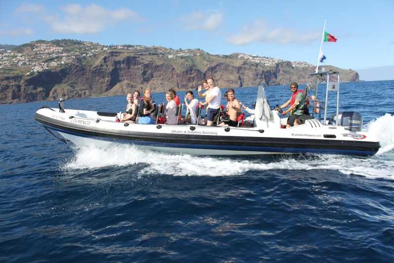 From Funchal: Whales and Dolphin Adventure Tour - The Guides and Reviews