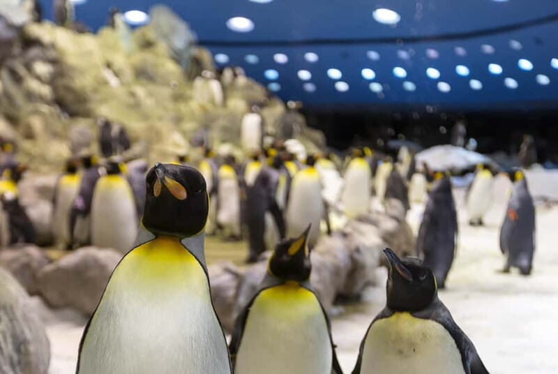 From Gran Canaria: Day Trip to Loro Parque Tenerife - Transportation and Logistics