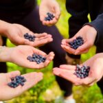 From Helsinki: Enchanting Afternoon in Nuuksio National Park - An In-Depth Look at the Nuuksio National Park Tour