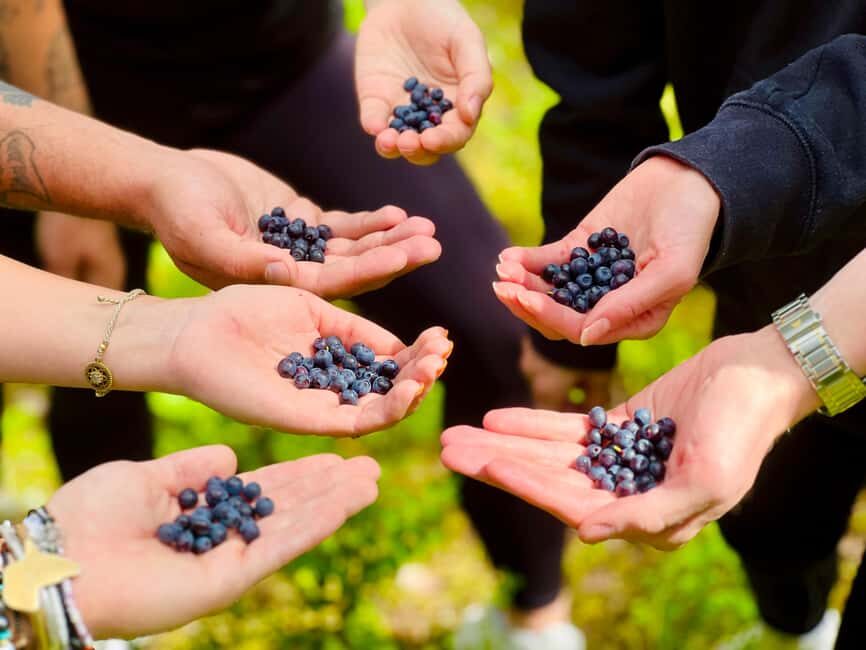 From Helsinki: Enchanting Afternoon in Nuuksio National Park - An In-Depth Look at the Nuuksio National Park Tour