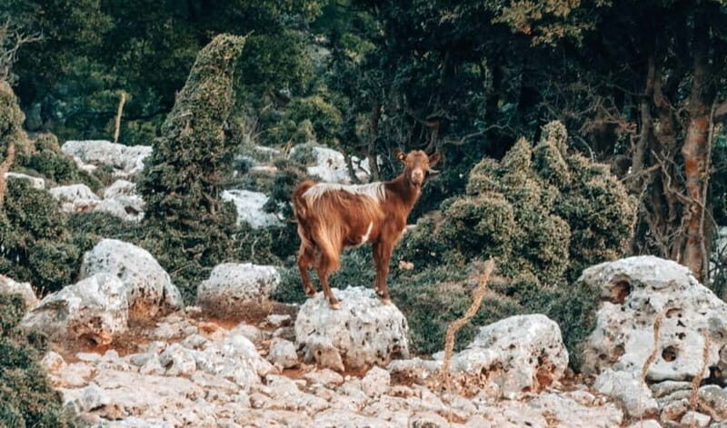 From Heraklion: Imbros Gorge Private Tour - Summary: Is It Worth It?