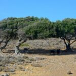 From Heraklion: Palm Forest Beach of Vai, Toplou & Sitia - What’s Included and What’s Not