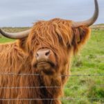 From Inverness: Cawdor Castle and Cairngorms National Park - Who Will Love This Tour?