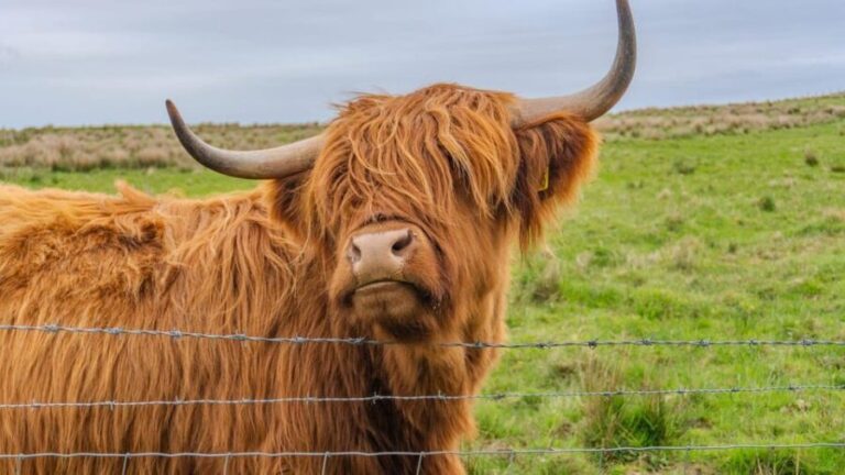 From Inverness: Cawdor Castle and Cairngorms National Park - Who Will Love This Tour?