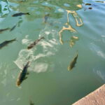 from Istanbul: anlurfa, Göbeklitepe & Balklgöl Day Trip - Practical Considerations and What It Means for Travelers