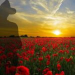 From Istanbul: Group Gallipoli and Anzac Full-Day Tour - Honest Thoughts and What You Should Know