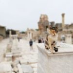 From Istanbul: Private Guided Day Trip to Ephesus with Lunch - What Travelers Are Saying