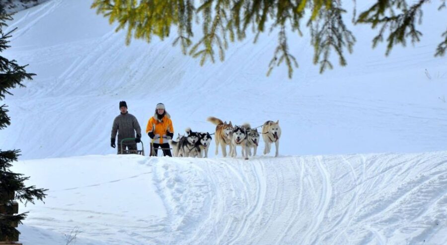 From Krakow: Dogsled Ride in Tatra Mountain - The Dogsled Ride Itself
