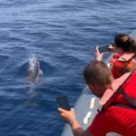 From Lagoa: Dolphins & Ponta da Piedade with biologist guide - What’s Included and What’s Not