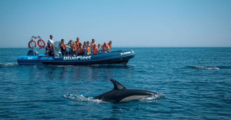 From Lagos: Dolphin Watching Boat Trip w/ Marine Biologists - The Crew and Guides: Why They Matter