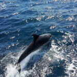 From Lagos: Dolphin Watching Catamaran Cruise - What Do The Reviews Tell Us?
