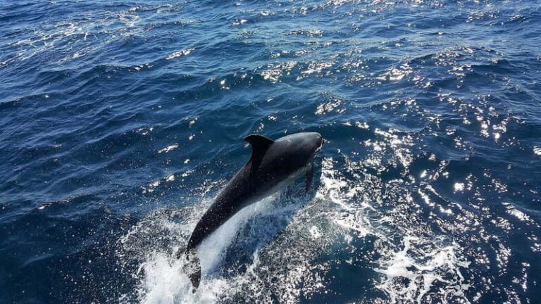 From Lagos: Dolphin Watching Catamaran Cruise - What Do The Reviews Tell Us?