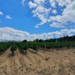 From Lisboa: Arrábida, Azeitão, Setúbal, Palmela Small-Group Tour - What Makes This Tour Stand Out