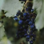 From Lisbon: Jeep Adventure + Wine Tasting + Tapas + Pick up - The Full Experience: What to Expect on the Tour