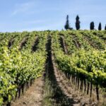 From Lisbon: Palmela-Setúbal Wine Tasting Tour (40kms of Lisbon) - In The Sum Up: Is This Tour Worth It?