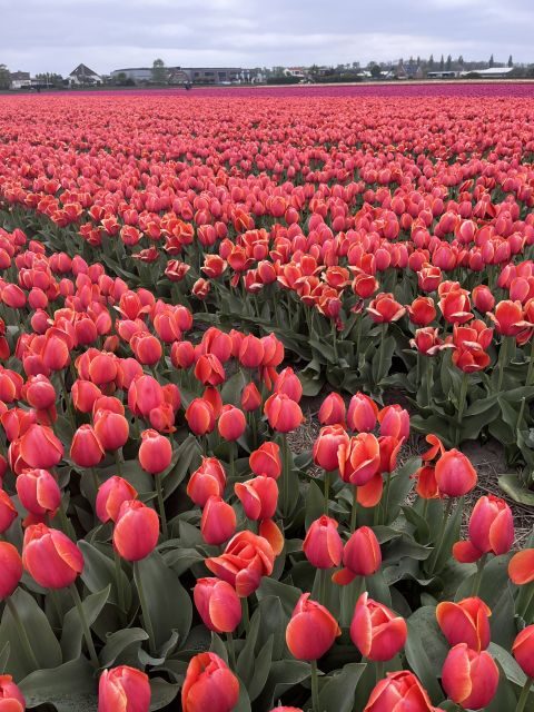 From Lisse: Landrover Tour Around Keukenhof & Flower Fields - Who Will Love This Tour?