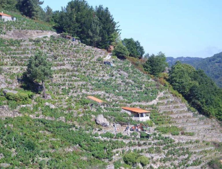 From Lugo: Half day excursion to Ribeira sacra - An In-Depth Look at the Ribeira Sacra Tour