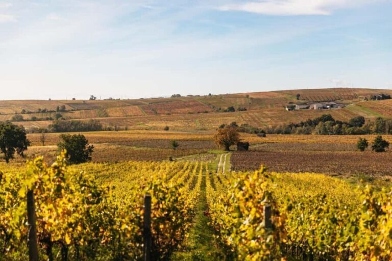 From Lyon: Beaujolais Wine Tour with Tastings - What to Expect from the Tour