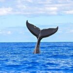 From Ma'alaea Harbor: Sunset Whale Watch Tour Aboard the Malolo - Who Will Love This Tour?