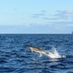 From Machico: Madeira Whale and Dolphin Watching Boat Tour - Dive into the Details: Itinerary Breakdown