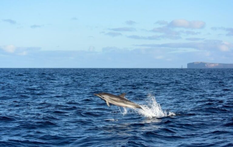 From Machico: Madeira Whale and Dolphin Watching Boat Tour - Dive into the Details: Itinerary Breakdown