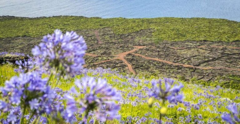 From Madalena: Pico Volcanoes and Lakes Guided Day Tour - The Experience: What Travelers Are Saying
