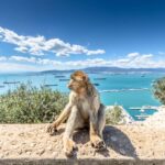 From Malaga and Costa del Sol: Gibraltar Sightseeing Tour - The Itinerary Breakdown