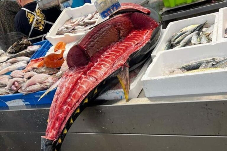 From Marbella: Cadiz and Jerez Private Daytrip - Exploring the Full Experience