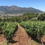 From Marbella: Ronda Tour Wineries Tour with Lunch - First Winery Visit: Tradition & Tasting