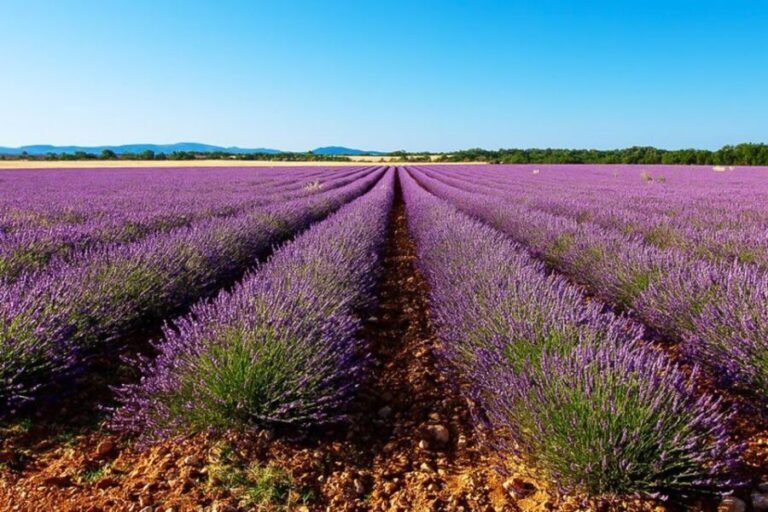 From Marseille: Valensole Lavender Full-Day tour - FAQs