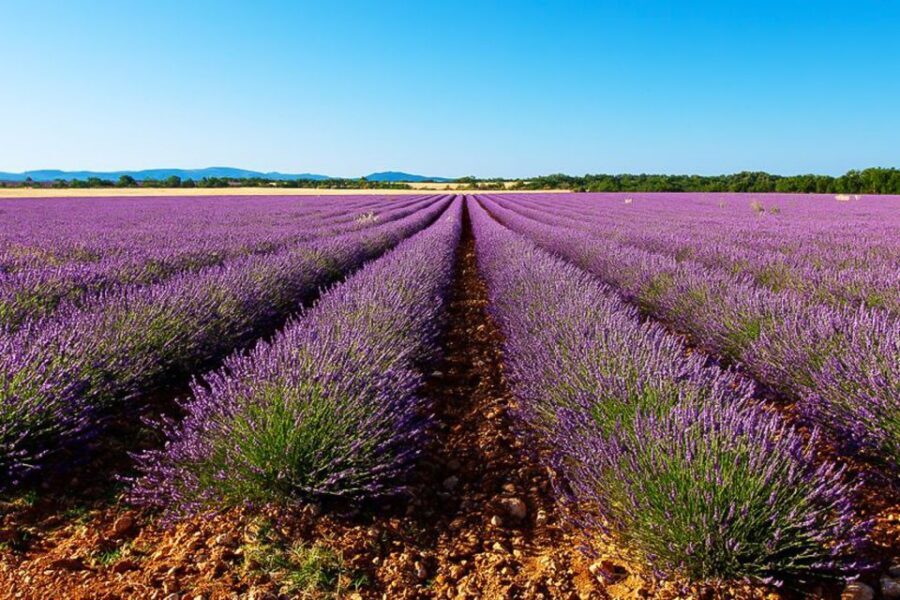 From Marseille: Valensole Lavender Full-Day tour - FAQs