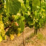 From Milan Full Day in Franciacorta 2 Wineries and Lunch - Pricing and Value