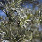 From Montpellier: Wine and Olive Tour - The Itinerary: A Closer Look