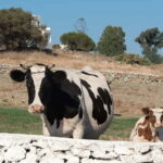 From Mykonos: Ano Mera Farm Tour - The Farm Visit: What You’ll See and Do