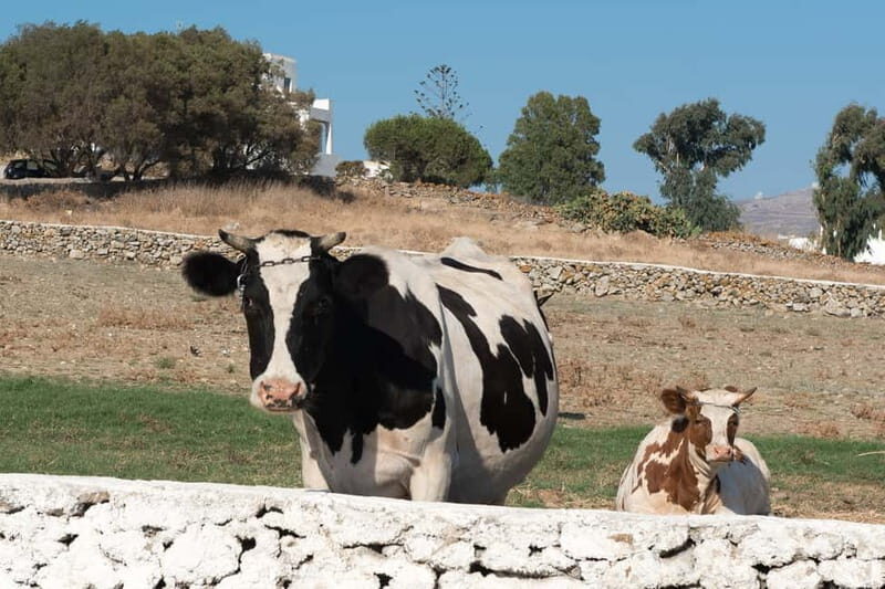 From Mykonos: Ano Mera Farm Tour - The Farm Visit: What You’ll See and Do