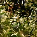 From Nafplion: Argos Castle & Olive Tasting Experience - What to Expect During the Tour