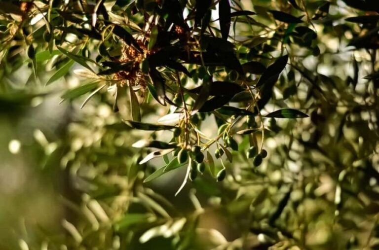 From Nafplion: Argos Castle & Olive Tasting Experience - What to Expect During the Tour