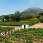 From Naples: Wine Tasting Tour on Vesuvius Slopes with Lunch - The Value and Overall Impression