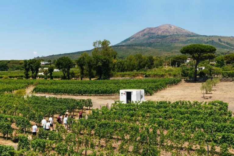 From Naples: Wine Tasting Tour on Vesuvius Slopes with Lunch - The Value and Overall Impression