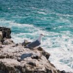 From Nazaré: Private Tour to Worlds Biggest Waves - Iconic Views and Unique Experiences