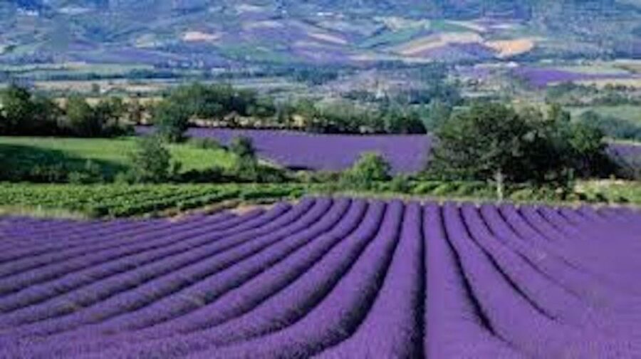 From Nice: Full-Day Provence and Lavender Tour - The Experience: What You’ll Actually Do