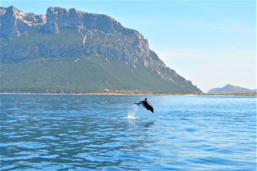 From Olbia: RIB Tour to Capo Figari with Dolphin Sighting - What to Expect from This Sardinian Sea Adventure