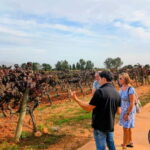 From Palma de Mallorca: Private Wine and Local Flavors Tour - Who Is This Tour Best For?