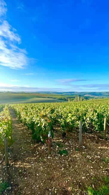 From Paris: Champagne, gastronomy and culture - What We Loved and What to Watch For