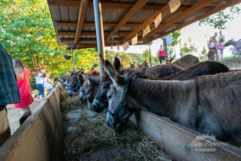 From Podgorica: Donkey Farm Visit - Who Should Consider This Tour?
