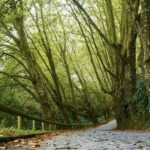 From Ponta Delgada: Guided Walking Tour to Salto do Cabrito - The Details You Need to Know