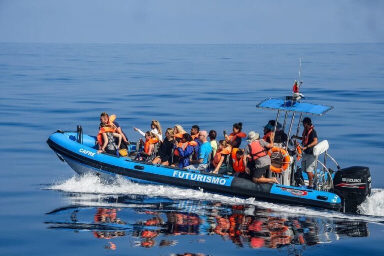 From Ponta Delgada: Whale and Dolphin Watching Trip - The Experience from Reviews