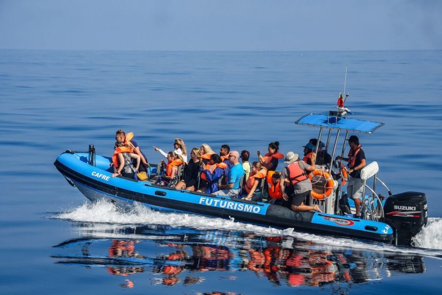 From Ponta Delgada: Whale and Dolphin Watching Trip - The Experience from Reviews