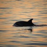 From Pore: Evening Dolphin Cruise with Welcome Drink - The Experience in Context