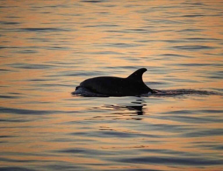 From Pore: Evening Dolphin Cruise with Welcome Drink - The Experience in Context